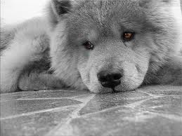 DIVULGUE SUA ONG NO SITE! 